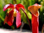 ��ƿ�Ӳ�