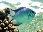 白腹凹牙豆娘鱼