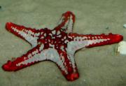 红棘海星