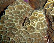 加德纹珊瑚