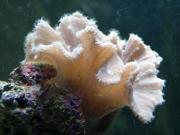 卷心菜皮革珊瑚