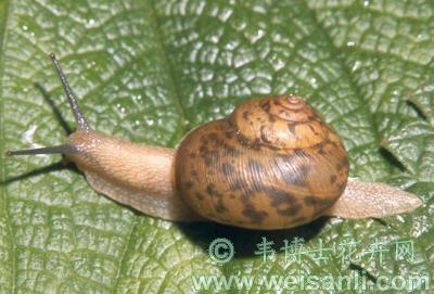 琉球球蜗牛