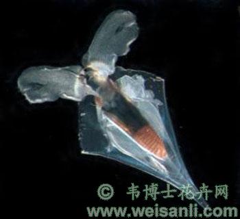 尖菱蝶螺