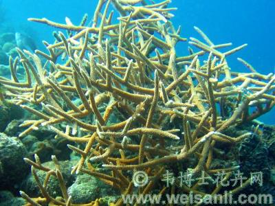 鹿角轴孔珊瑚