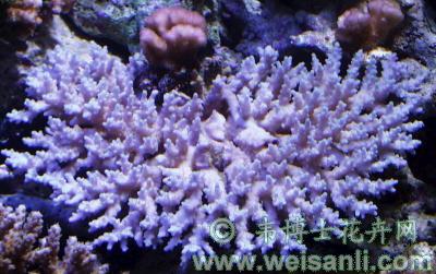 尖锐轴孔珊瑚