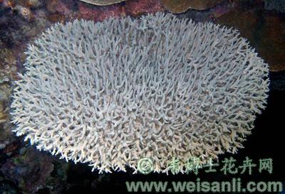 繁枝轴孔珊瑚