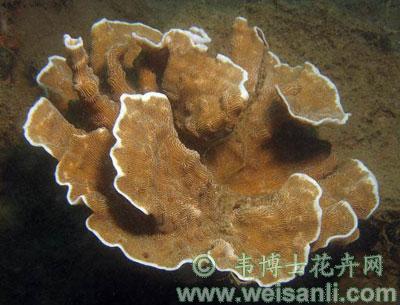 环形柔纹珊瑚