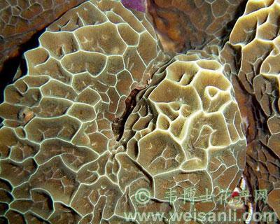 加德纹珊瑚