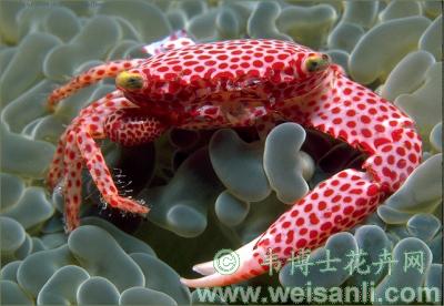 红斑梯形蟹