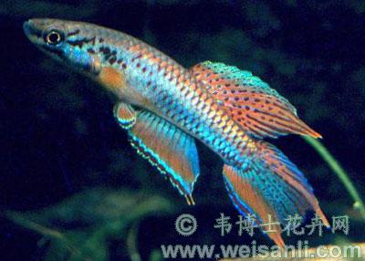红琴尾鱼