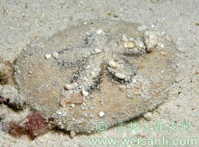 扁盾海胆