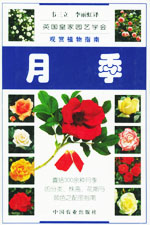 月季