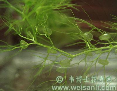 黄花狸藻