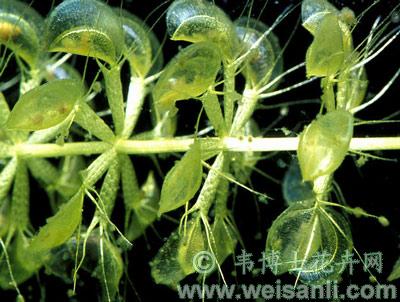 囊泡貉藻