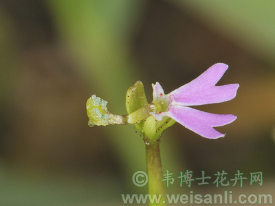 小花柱草