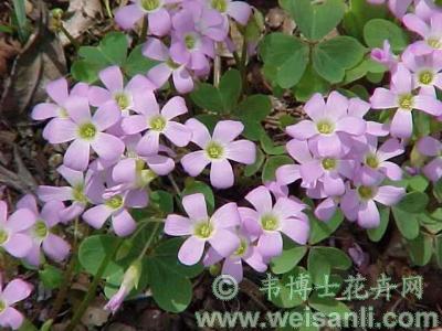 紫花酢浆草