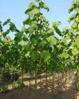 泡桐 Paulownia tomentosa