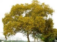 台湾相思树 Acacia confusa