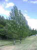 白杨 Populus alba