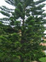 南洋杉 Araucaria cunninghamii