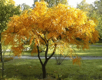 栾树 Koelreuteria paniculata