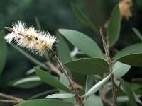 白千层 Melaleuca leucadendron