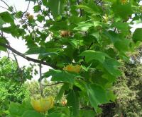 鹅掌楸 Liriodendron chinense