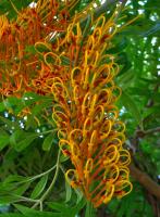 银桦 Grevillea robusta