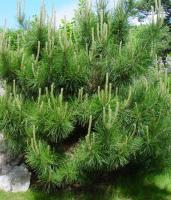 油松 Pinus tabulaeformis