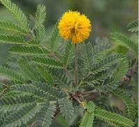 金合欢 Acacia farnesiana