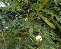 银合欢 Leucaena glauca