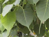 菩提树 Ficus religiosa