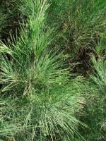 木麻黄 Casuarina equisetifolia