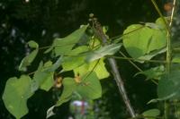 刺桐 Erythrina indica