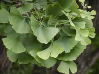 银杏 Ginkgo biloba