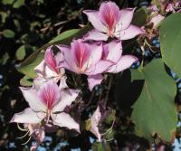 羊蹄甲 Bauhinia variegata