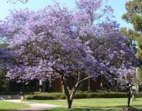 蓝花楹 Jacaranda acutifolia