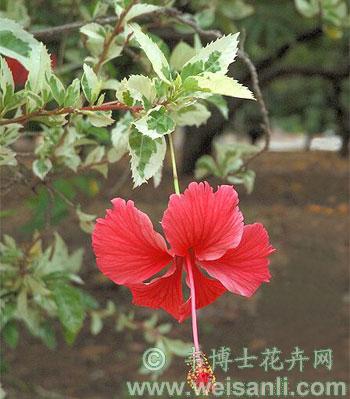 花叶扶桑