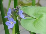 雨久花