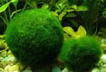 绿球藻