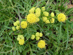 球根变豆菜