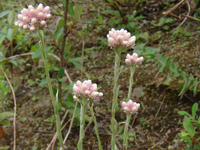 小叶蝶须菊