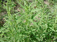 裸穗仙果菊