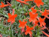 灰叶柳叶菜
