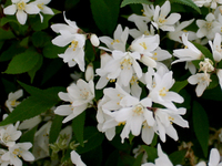 小花溲疏