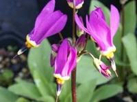 美丽流星花