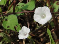 孔叶牵牛花