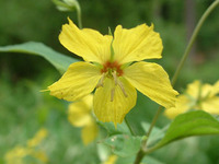 矛叶珍珠菜