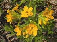 卡罗莱纳石种草