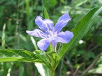 卡罗莱纳芦莉草